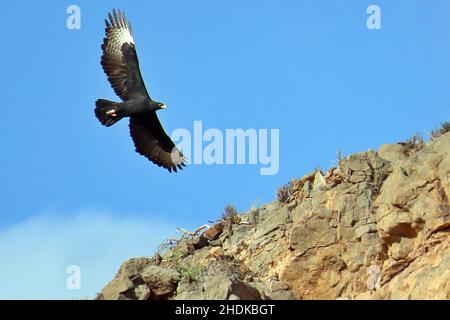 A Verreaux's Eagle (Aquila verreauxii) flying low over a rocky canyon in Mountain Zebra National Park, in the Nubib Mountains of Namibia Stock Photo