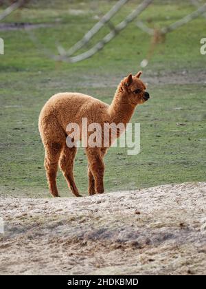 Young alpaca standing on grass, with soft brown fleece and calm animal expression in a peaceful zoo or farm setting. Stock Photo