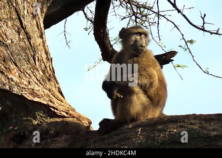 Chacma Baboons (Papio ursinus) sitting and resting in the bush at Okonjima Game Reserve, Erongo, Namibia. Stock Photo