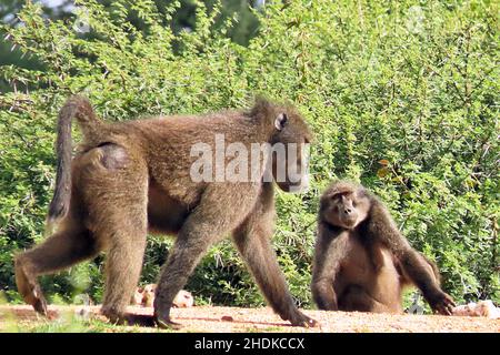 Chacma Baboons (Papio ursinus) sitting and resting in the bush at Okonjima Game Reserve, Erongo, Namibia. Stock Photo