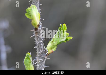 Rose bush stem with thorns and little green baby leaves. Little spikes of the wild rose in a closeup. Soft neutral background. Photographed in Finland Stock Photo