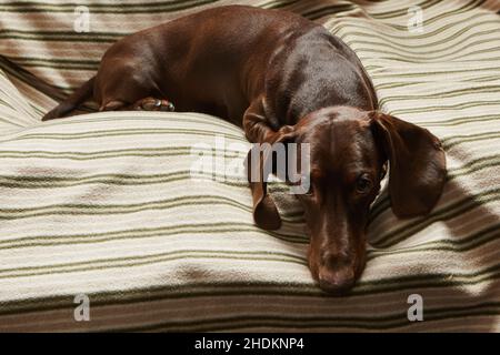 A chocolate-colored dachshund lies in a chair on a striped blanket and looks attentively at the camera Stock Photo