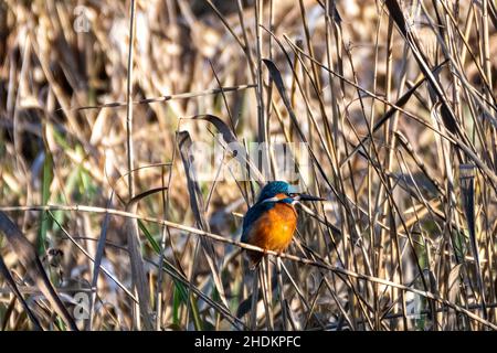 Kingfisher( Alcedo atthis) perched on branch Stock Photo