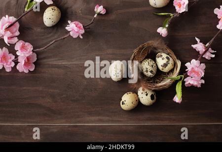 bird's nest, quail, bird's nests, quails Stock Photo