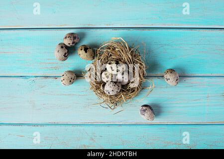 easter nest, quail, easters, quails Stock Photo