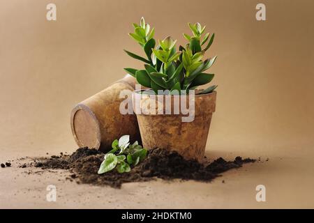 succulent plant, potted plant, repot, succulent plants, potted plants, repots Stock Photo