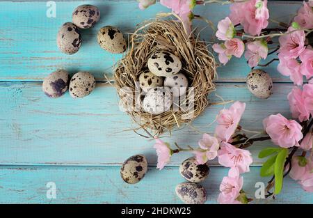 quail, bird's nest, quails, bird's nests Stock Photo