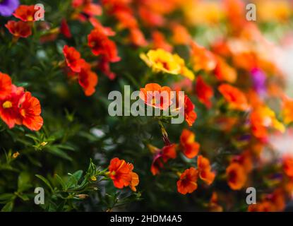 Petunia floral background with copy space for text Stock Photo