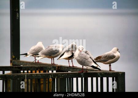 Birds on the rail of a pier on the shore of the lake of Bracciano in Italy Stock Photo