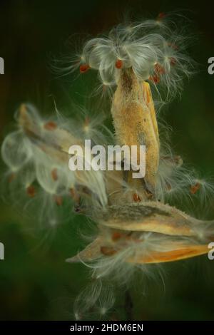 Milkweed seed pods in the fall of the year found in the woods in Taylors Falls, Minnesota USA.  Oct. 10, 2010 Stock Photo