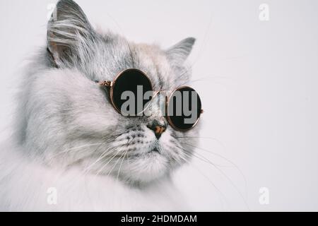 Portrait of funny grey cat in sunglasses. Copy space Stock Photo