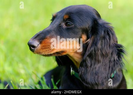 dachshund, longhaired dachshund, dachshunds, longhaired dachshunds Stock Photo