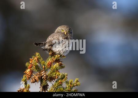 Northern Pygmy Owl Stock Photo