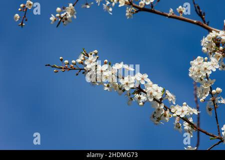 apple blossom Stock Photo
