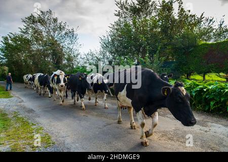 bringing the cows home Stock Photo