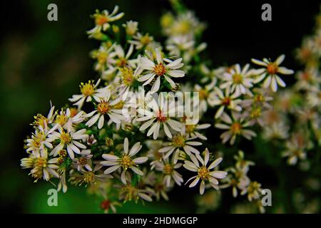 White daisy-like wildflower at Interstate State Park in St. Croix Falls, Wisconsin USA in the fall. Sept. 22, 2011 Stock Photo