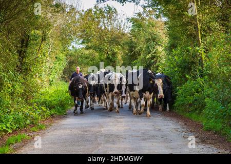 bringing the cows home Stock Photo