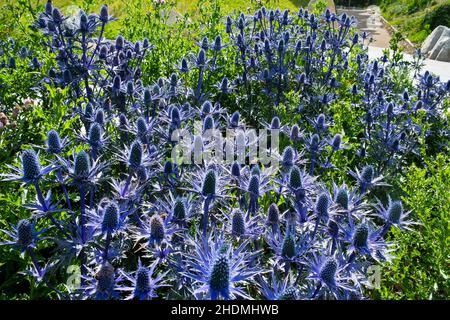 eryngium alpinum blue star sea holly Stock Photo