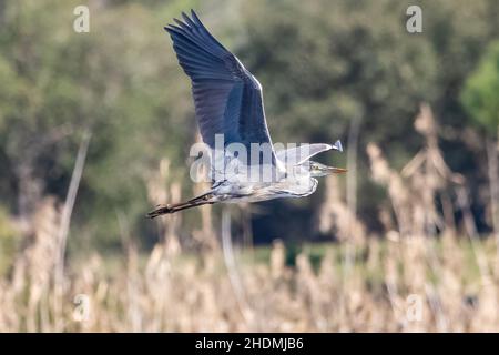 Grey Heron (Ardea cinerea) in flight over yellow rice field background in Donana National Park, Andalusia, Spain Stock Photo