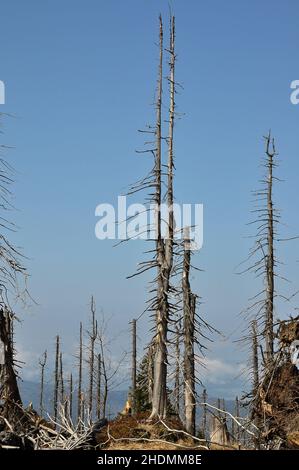dying tree, vermin, Pityophthorus pityographus, dying trees, vermins Stock Photo