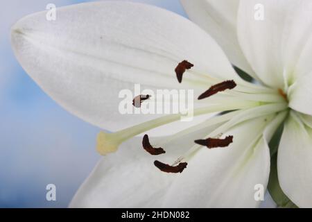 White Easter Lily Close Up Shallow Dof Stock Photo - Alamy