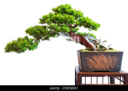 yew, bonsai tree, taxus baccata, yews, bonsai, bonsai trees Stock Photo