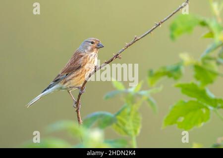 Closeup portrait of a Linnet bird female , Carduelis cannabina, display and searching for a mate during Spring season. Singing in the early morning su Stock Photo