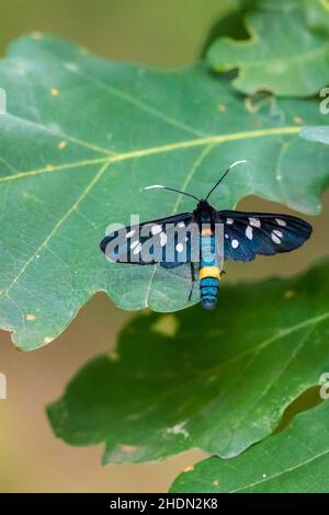 Closeup of a nine-spotted moth or yellow belted burnet, Amata phegea, resting in a forest Stock Photo