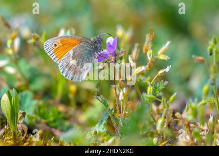 Closeup of a small heath butterfly, Coenonympha pamphilus, resting in sunlight in grass with wings closed Stock Photo