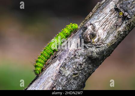 Closeup of a small emperor moth, Saturnia pavonia, caterpillar crawling and eating in forest Stock Photo