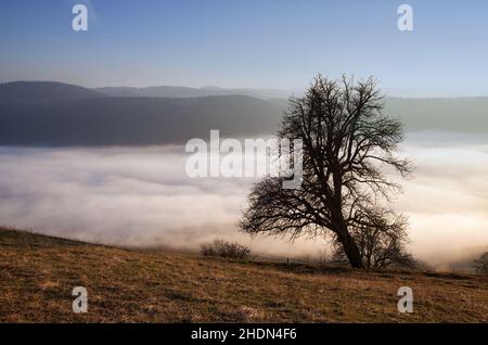 tree, fog, trees, fogs Stock Photo