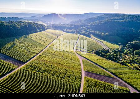 vineyards, rems-murr-kreis, vineyard Stock Photo