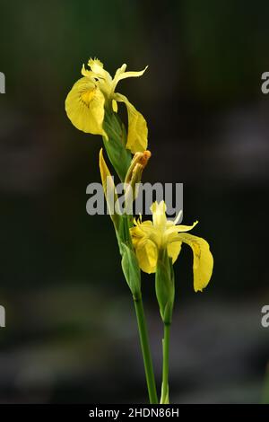 swamp-edged sword lily, swamp-edged sword lilies Stock Photo