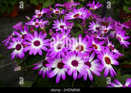 cineraria Stock Photo