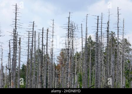 deforestation, dying tree, tree skeleton, deforestations, dying trees Stock Photo