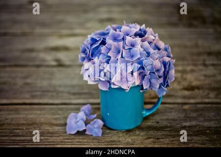 bouquet, hydrangeas, bouquets, hydrangea Stock Photo