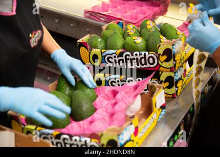 Image of fresh avocado in crates during packaging at Sigfrido factory Stock Photo