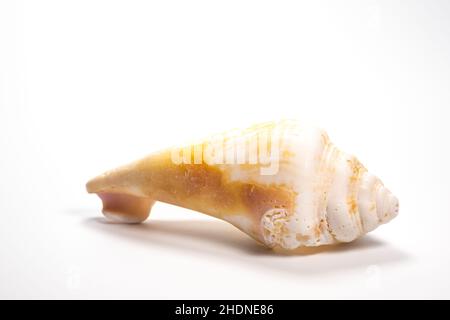 snail-shell, conch shell, snail-shells, conch shells Stock Photo