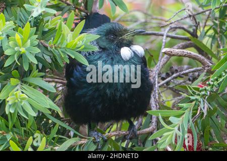 A Tui (Prosthemadera novaeseelandiae) perched in a bottlebrush bush, native, edemic, New Zealand bird Stock Photo