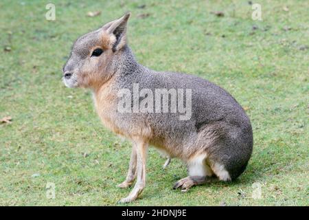 Patagonian mara, Dolichotis patagonum Stock Photo