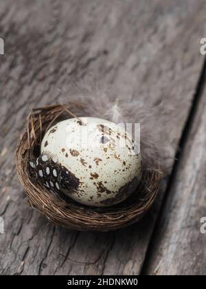 quail, quails Stock Photo