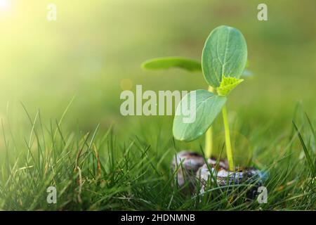 Cucumber seedlings in peat pots on green background.Growing seedlings.Gardening and agriculture. Cucumbers green plants close-up.Growing cucumbers. Stock Photo