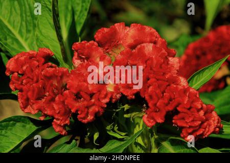 Celosis - Red Cockscomb Flower - Originated in Africa - Likes warm weather - Sept. 6, 2011 Stock Photo