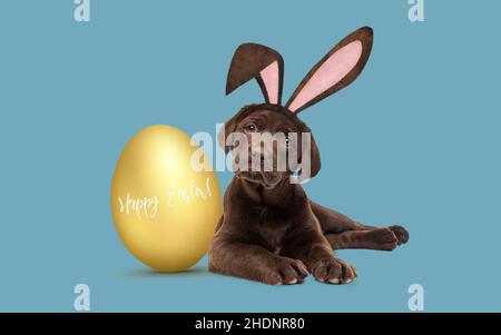 easter, greeting card, golden egg, happy easter, easters, greeting cards, golden eggs Stock Photo