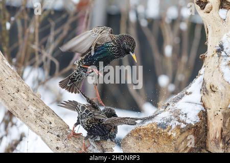 males, fighting, starling, guy, guys, male, fight Stock Photo