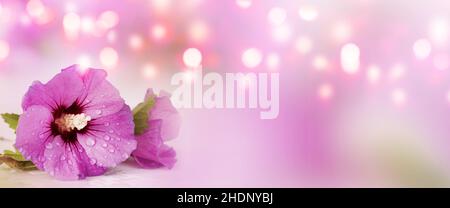 copy space, hibiscus, bokeh, copyspace, plant, bokehs Stock Photo