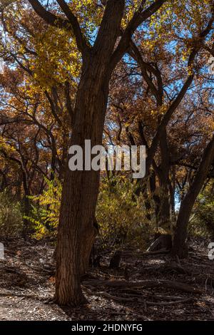 Middle Rio Grande through Albuquerque, New Mexico Stock Photo