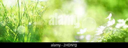 meadow, blips, meadows Stock Photo