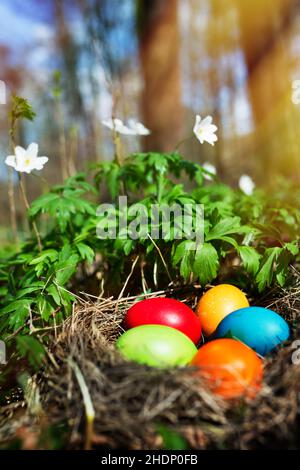 easter, easter nest, easter eggs, easters, easter egg Stock Photo