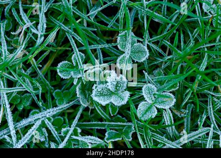 rime on clover - frosty morning in the garden - macro Stock Photo